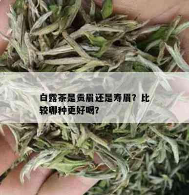 白露茶是贡眉还是寿眉？比较哪种更好喝？