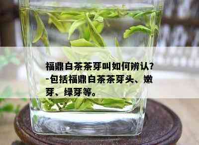 福鼎白茶茶芽叫如何辨认？-包括福鼎白茶茶芽头、嫩芽、绿芽等。