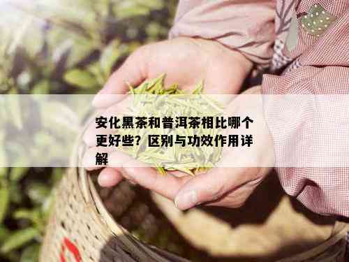 安化黑茶和普洱茶相比哪个更好些？区别与功效作用详解