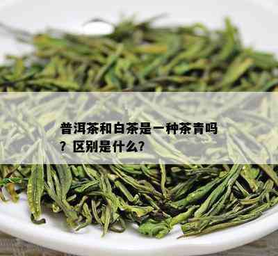 普洱茶和白茶是一种茶青吗？区别是什么？