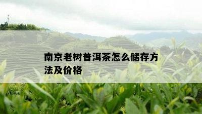 南京老树普洱茶怎么储存方法及价格