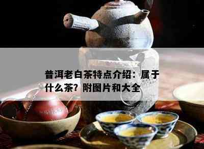 普洱老白茶特点介绍：属于什么茶？附图片和大全