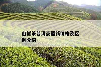 山巅茶普洱茶最新价格及区别介绍