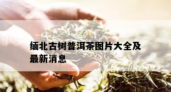 缅北古树普洱茶图片大全及最新消息