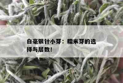 白毫银针小芽：糯米芽的选择与层数！