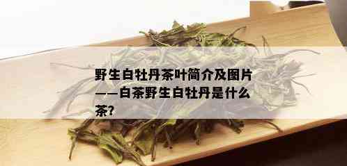 野生白牡丹茶叶简介及图片——白茶野生白牡丹是什么茶？