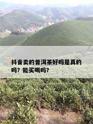 抖音卖的普洱茶好吗是真的吗？能买喝吗？