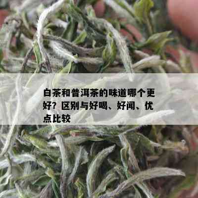 白茶和普洱茶的味道哪个更好？区别与好喝、好闻、优点比较