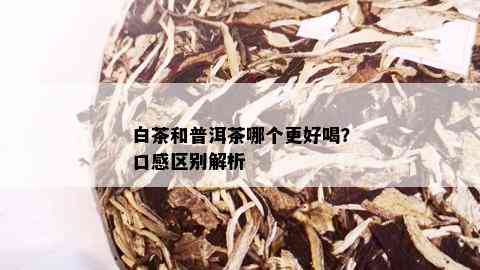 白茶和普洱茶哪个更好喝？口感区别解析