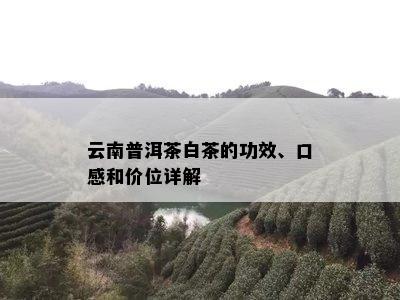 云南普洱茶白茶的功效、口感和价位详解