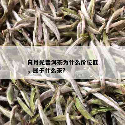 白月光普洱茶为什么价位低，属于什么茶？