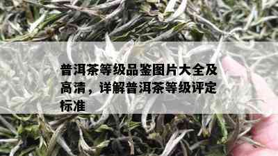 普洱茶等级品鉴图片大全及高清，详解普洱茶等级评定标准