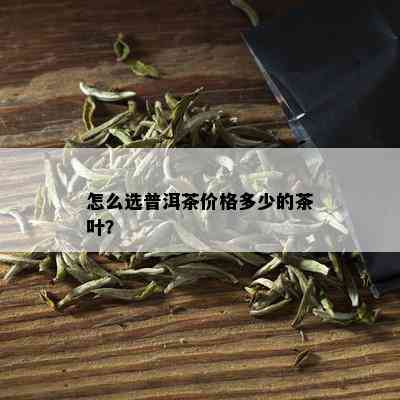 怎么选普洱茶价格多少的茶叶？