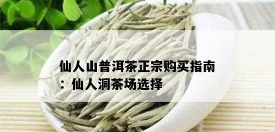 仙人山普洱茶正宗购买指南：仙人洞茶场选择