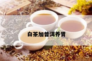 白茶加普洱养胃