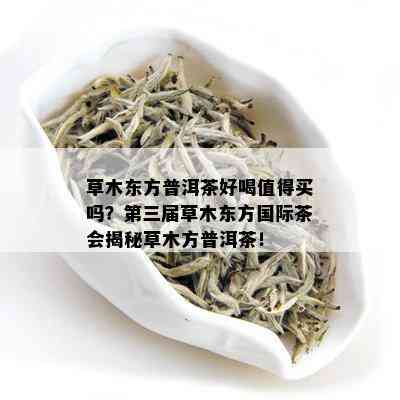 草木东方普洱茶好喝值得买吗？第三届草木东方国际茶会揭秘草木方普洱茶！