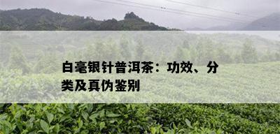 白毫银针普洱茶：功效、分类及真伪鉴别