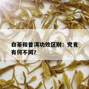 白茶和普洱功效区别：究竟有何不同？