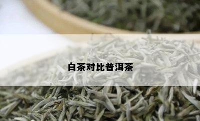 白茶对比普洱茶