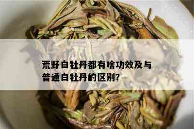 荒野白牡丹都有啥功效及与普通白牡丹的区别？