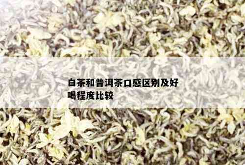 白茶和普洱茶口感区别及好喝程度比较