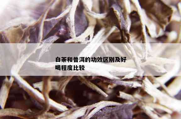 白茶和普洱的功效区别及好喝程度比较