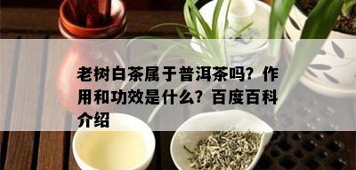 老树白茶属于普洱茶吗？作用和功效是什么？百度百科介绍