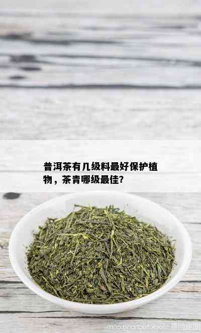 普洱茶有几级料更好保护植物，茶青哪级更佳？