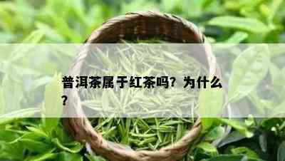 普洱茶属于红茶吗？为什么？