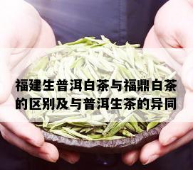 福建生普洱白茶与福鼎白茶的区别及与普洱生茶的异同