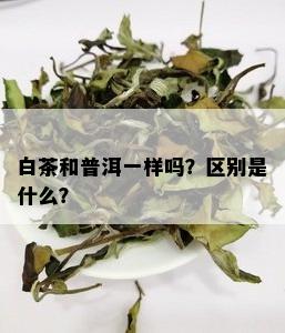 白茶和普洱一样吗？区别是什么？