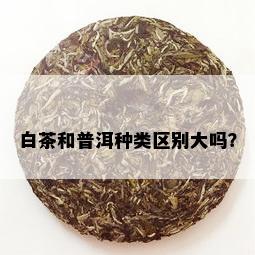 白茶和普洱种类区别大吗？