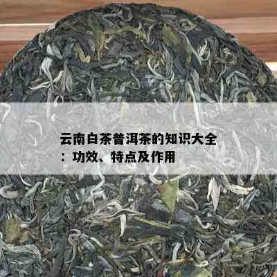 云南白茶普洱茶的知识大全：功效、特点及作用