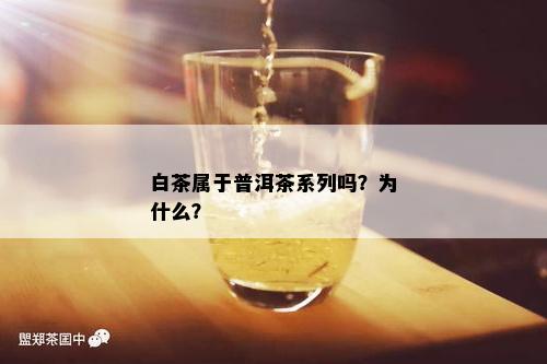 白茶属于普洱茶系列吗？为什么？