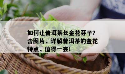 如何让普洱茶长金花芽子？含图片，详解普洱茶的金花特点，值得一尝！