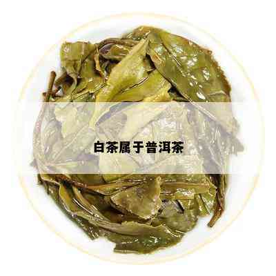 白茶属于普洱茶