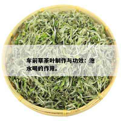 车前草茶叶制作与功效：泡水喝的作用。