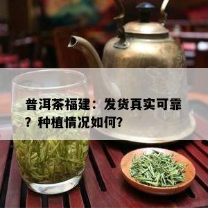 普洱茶福建：发货真实可靠？种植情况如何？