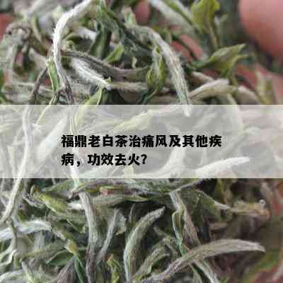 福鼎老白茶治痛风及其他疾病，功效去火？