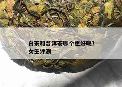 白茶和普洱茶哪个更好喝？女生评测