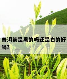 普洱茶是黑的吗还是白的好喝？