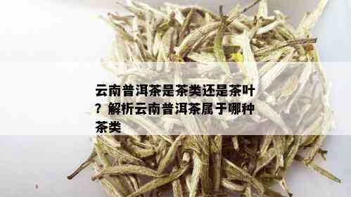 云南普洱茶是茶类还是茶叶？解析云南普洱茶属于哪种茶类