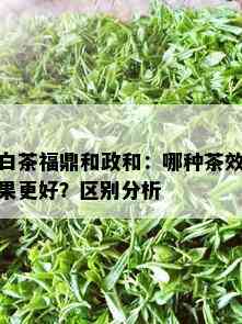 白茶福鼎和政和：哪种茶效果更好？区别分析