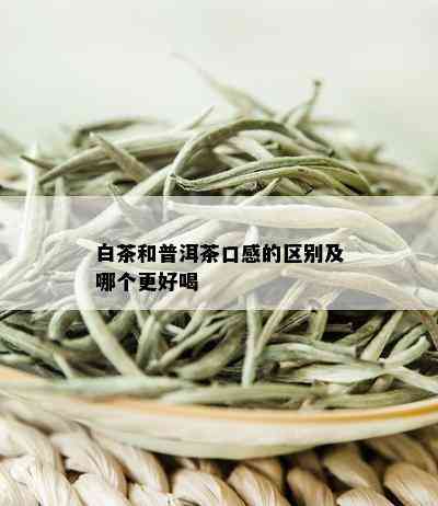 白茶和普洱茶口感的区别及哪个更好喝