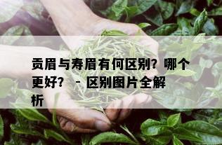 贡眉与寿眉有何区别？哪个更好？ - 区别图片全解析