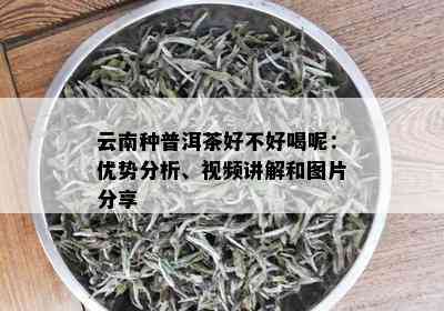 云南种普洱茶好不好喝呢：优势分析、视频讲解和图片分享