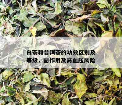 白茶和普洱茶的功效区别及等级，副作用及高血压风险