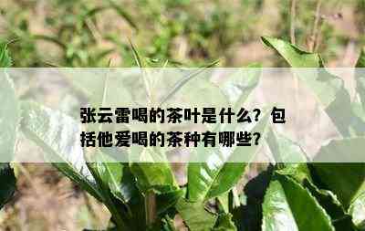 张云雷喝的茶叶是什么？包括他爱喝的茶种有哪些？