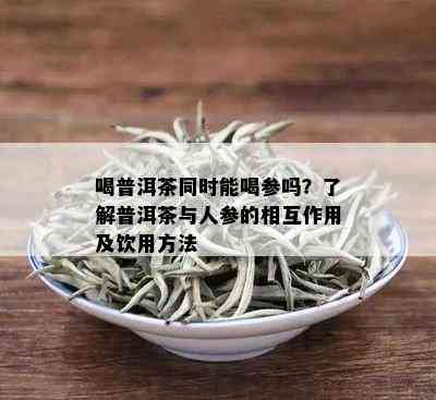 喝普洱茶同时能喝参吗？了解普洱茶与人参的相互作用及饮用方法