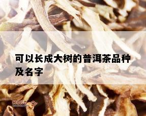 可以长成大树的普洱茶品种及名字